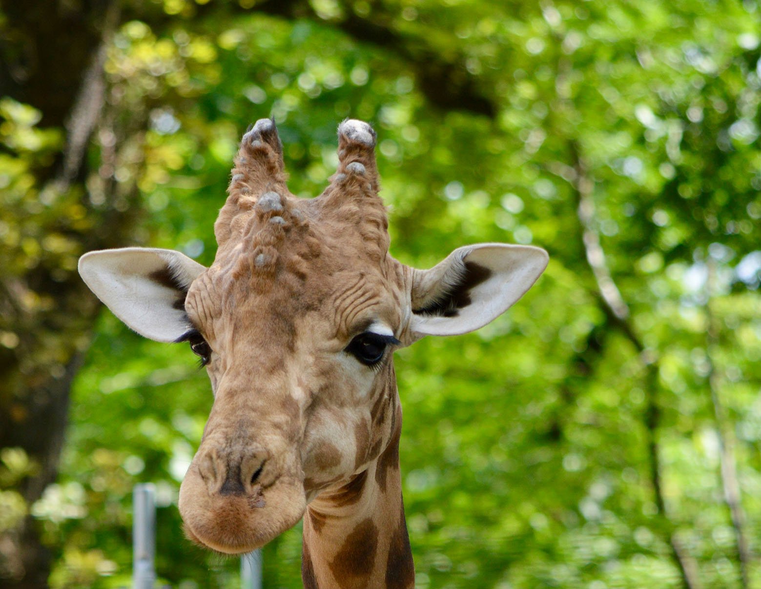 basel-zoo-giraffe